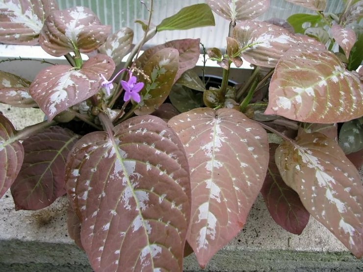 Pseudoerantemum plante