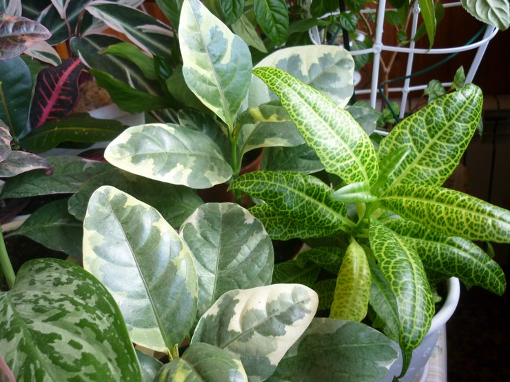 Plantning af et pseudo-erantemum