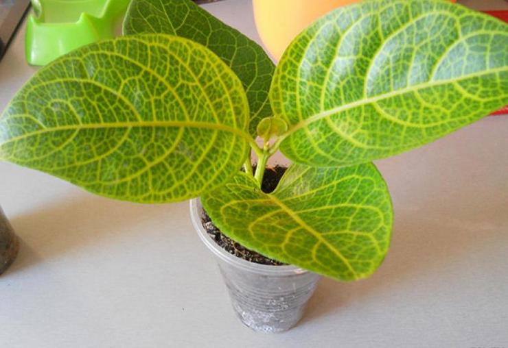 Reproduktionsmetoder for pseudo-erantemum