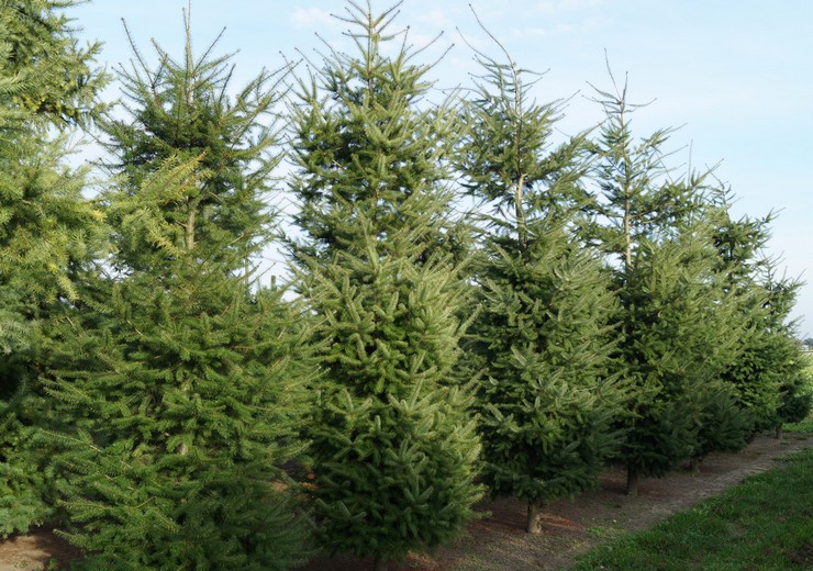 Menziesin pseudo-etana