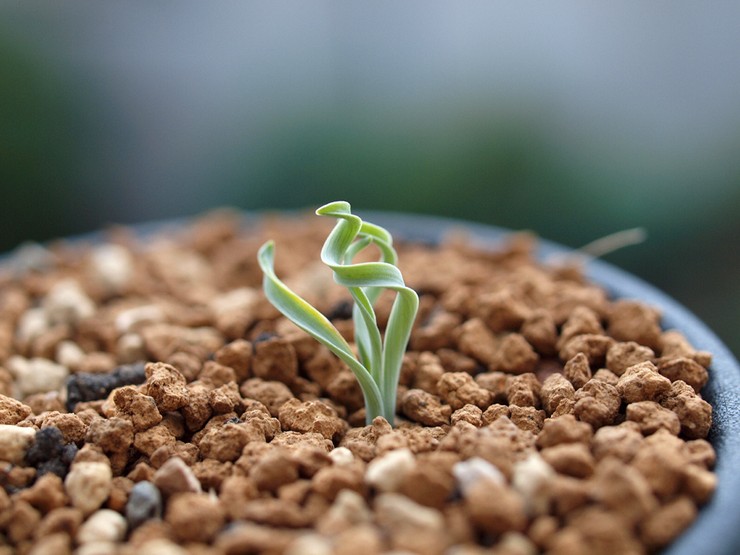 استنساخ مزرعة الدواجن