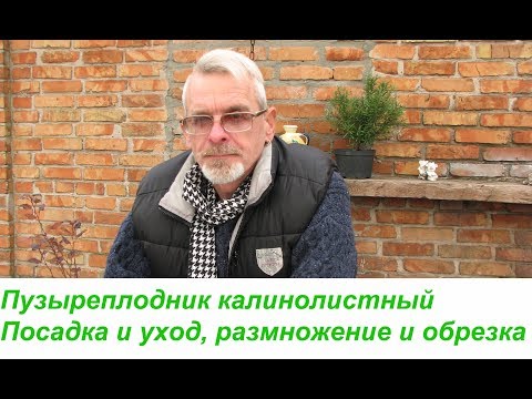 Rastlina močového mechúra Kalinolistny Výsadba a starostlivosť, reprodukcia a prerezávanie