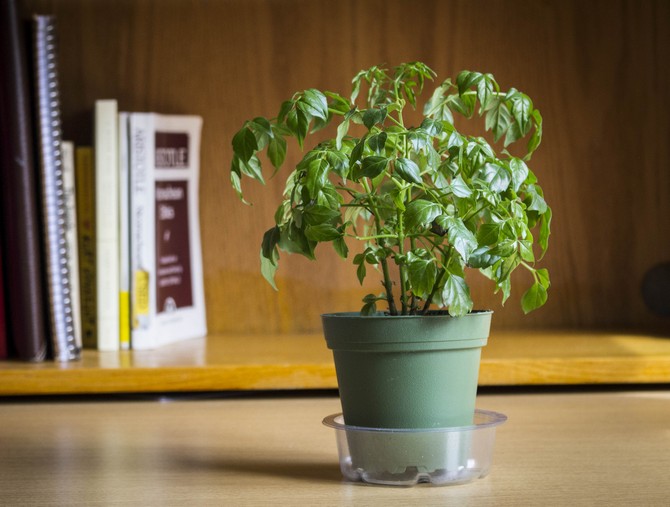 Pasning af en radermacher derhjemme