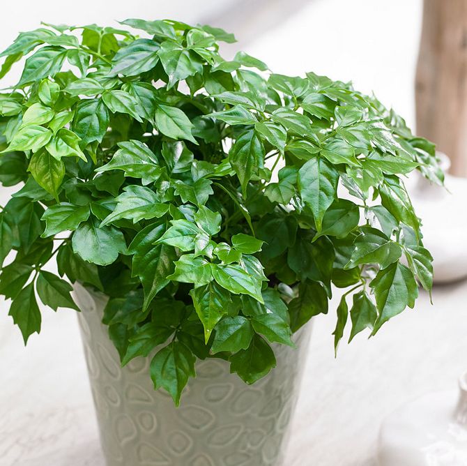 Luftfugtighed er ikke vigtig for en radermaker - den tilpasser sig godt til tørhed