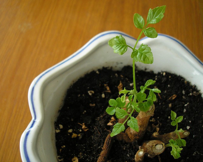 Jorden til en radermacher skal være frugtbar