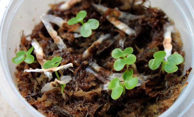 Reproduktion radermachere