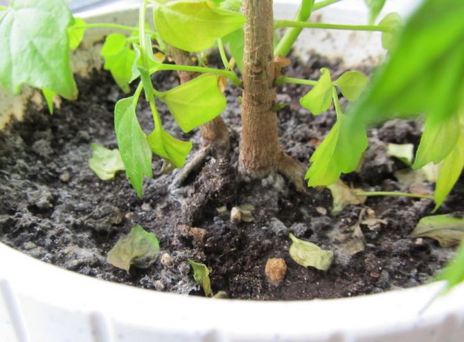 Voksende vanskeligheder