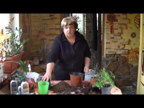 Radermacher kinesisk. Bedste planter til kontorer og begyndere gartnere