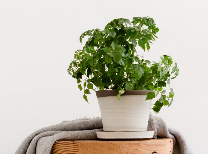 Radermacher - hjemmepleje. Radermacher dyrkning, transplantation og reproduktion. Beskrivelse, typer, fotos