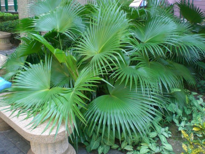 رعاية الاغتصاب في المنزل