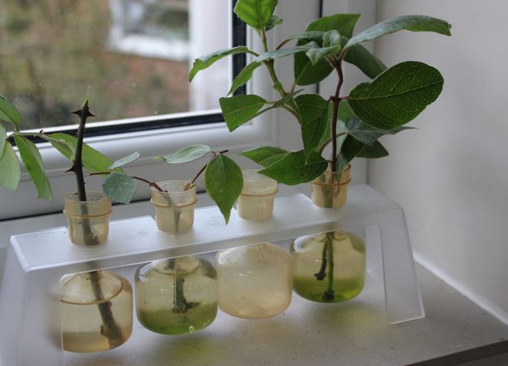 De bedste måder at rodro stiklinger: hvordan man korrekt formerer en rose ved stiklinger