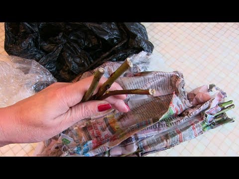 En usædvanlig måde at forplante roser på ved hjælp af burritometoden. Resultat.