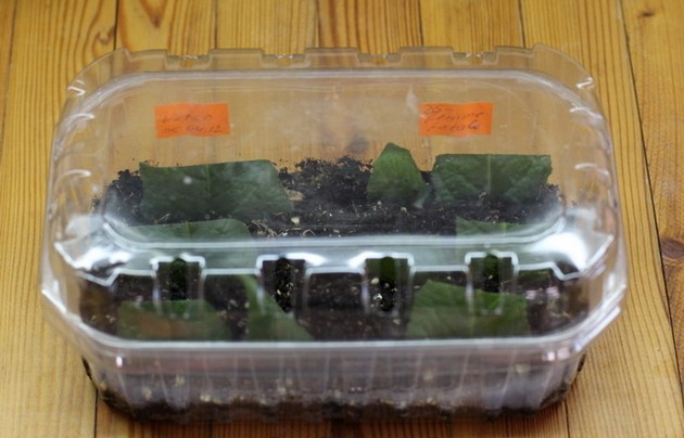 تتجذر قصاصات العقدية لفترة طويلة