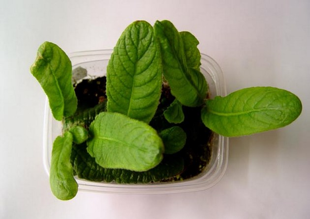 يحتوي تنبت Streptocarpus على ورقتين غير متساويتين