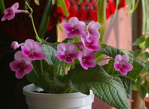 Streptocarpus هو نبات عشبي مزهر