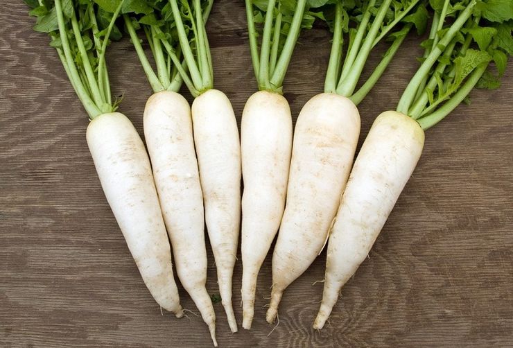 Reďkovka v polovici sezóny