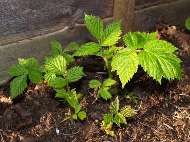 Reprodukcia remontantných malín