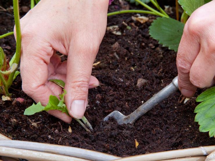 Pestovanie repky sadenice