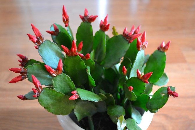 الأنواع الشعبية من ريبساليدوبسيس