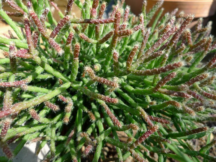 Ripsalis: رعاية منزلية وزرع وإنجاب