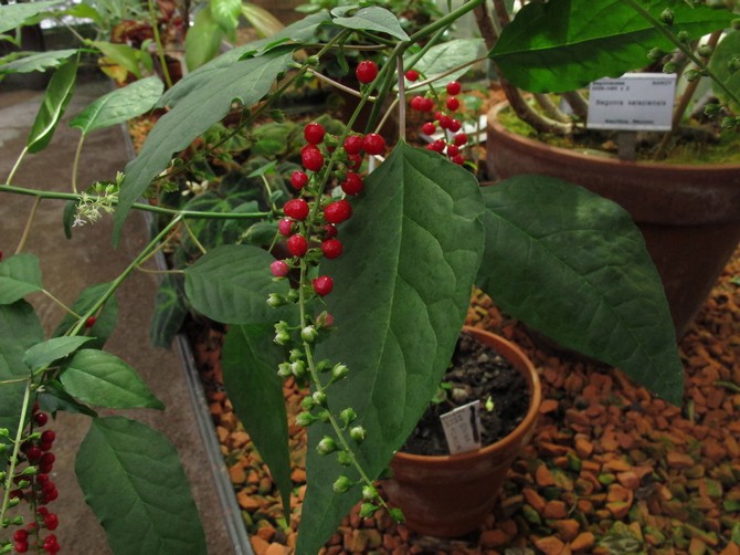 Από την άνοιξη έως το φθινόπωρο, η ριβίνα τροφοδοτείται με ένα καθολικό σύνθετο λίπασμα