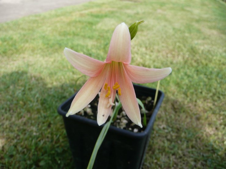 Pleje af Rodophial derhjemme