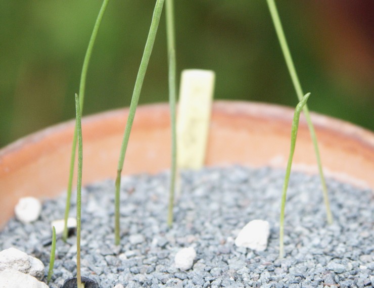 Reproduktion af Rodophial