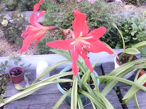 Rodofiala ophører aldrig med at forbløffe