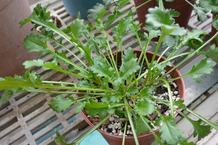 Propagácia harmančeka