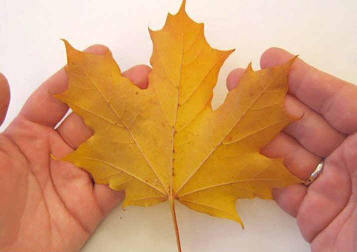 Tee-se-itse-vaahteranlehti ruusuja askel askeleelta valokuvalla aloittelijoille