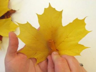 Tee-se-itse-vaahteranlehti ruusuja askel askeleelta valokuvalla aloittelijoille