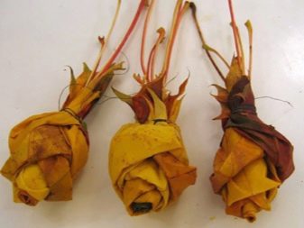 Tee-se-itse-vaahteranlehti ruusuja askel askeleelta valokuvalla aloittelijoille