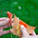 Tee-se-itse-vaahteranlehti ruusuja askel askeleelta valokuvalla aloittelijoille