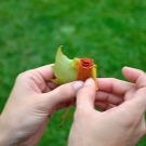 Tee-se-itse-vaahteranlehti ruusuja askel askeleelta valokuvalla aloittelijoille