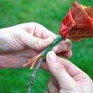 Tee-se-itse-vaahteranlehti ruusuja askel askeleelta valokuvalla aloittelijoille