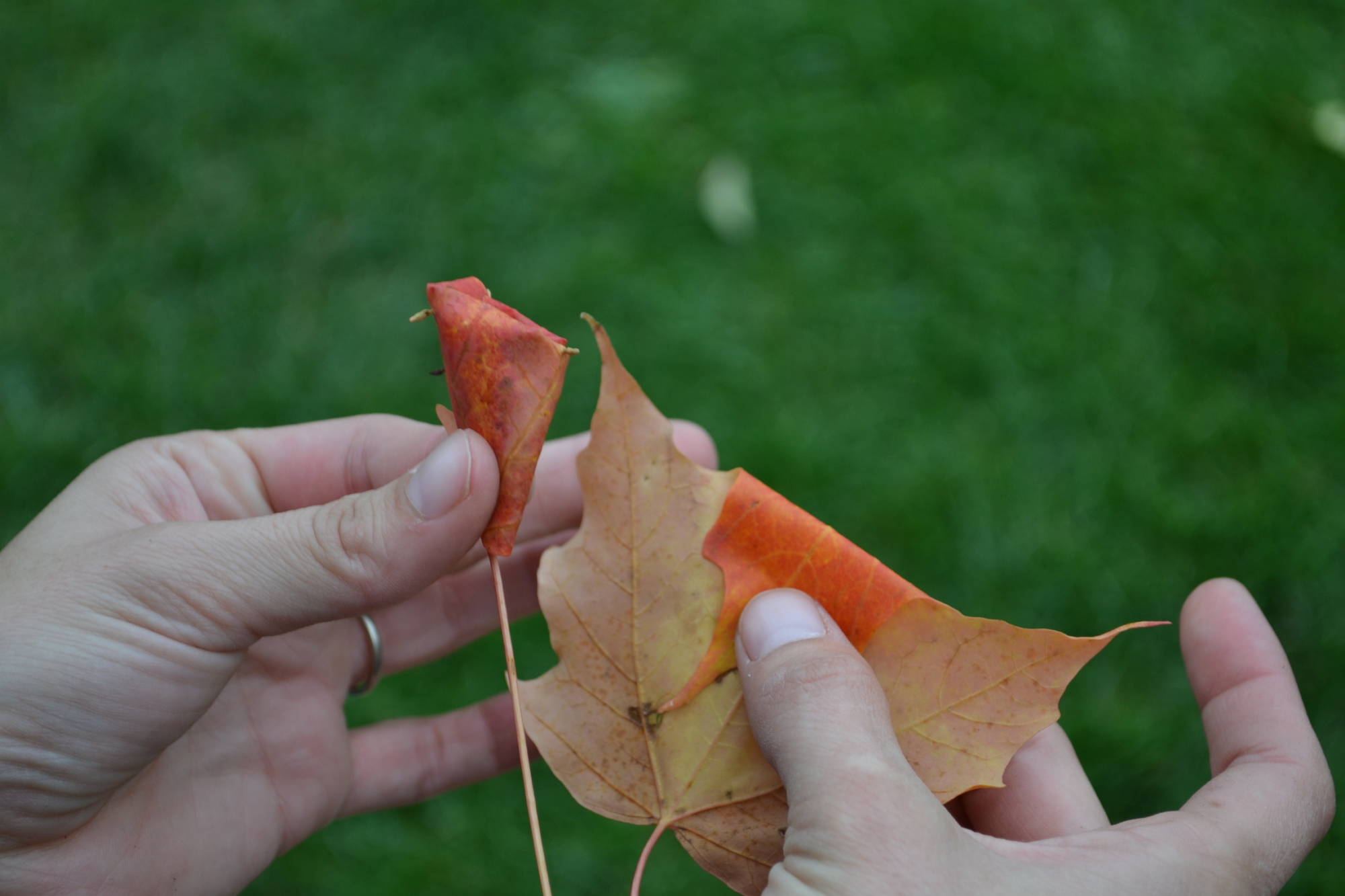 Kuinka tehdä ruusuja vaahteranlehdistä
