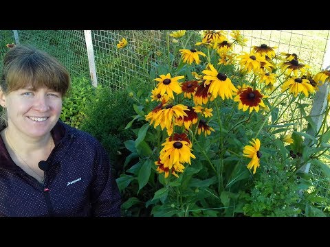 Rudbeckia: vokset fra frø, blomstrer i det første år