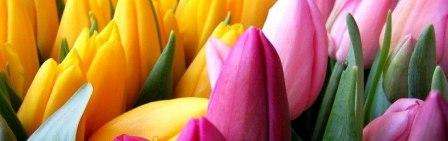 Kuinka kasvattaa tulppaaneja kotona 8. maaliskuuta mennessä