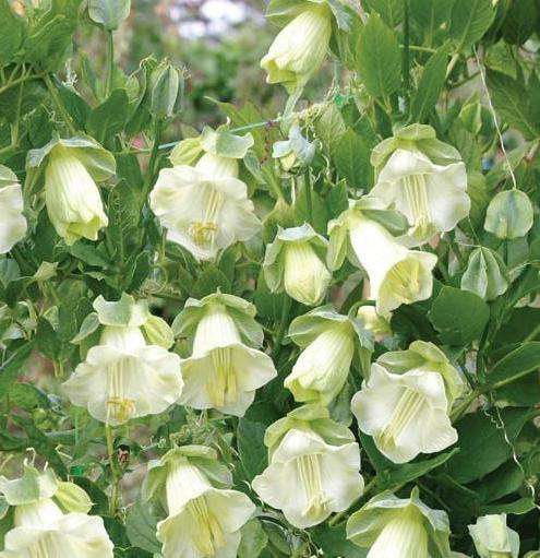 vaatimattomat kiipeilykasvit kesämökeille