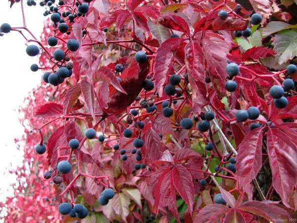 kiipeilykasvit monivuotisille huvimajoille valokuvilla ja nimillä