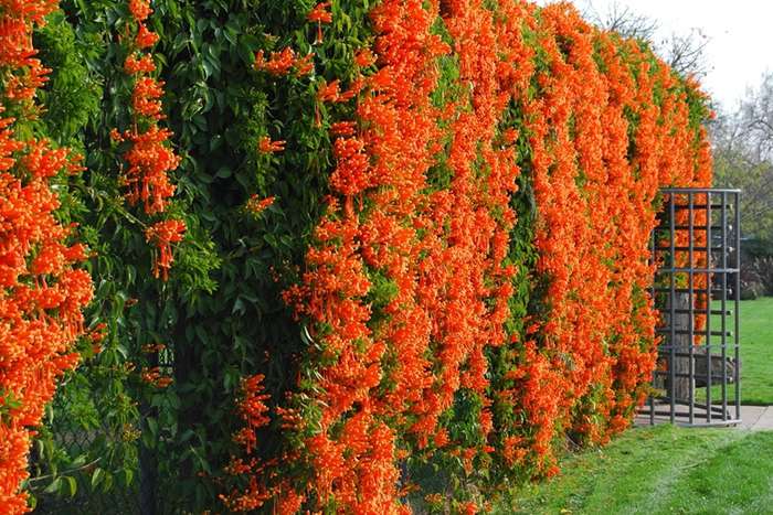 nopeasti kasvavia kiipeilykasveja monivuotisten kasvien antamiseen