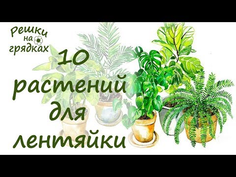 TOP 10 Vaatimattomimmat sisätilojen kukat // Omasta kokemuksestamme testattu ����