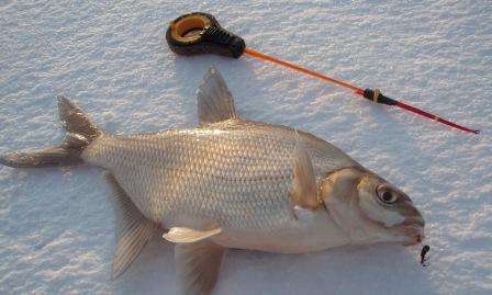 Kotitekoinen syötti lattioille talvella Tee-se-itse-syöttiä lahnaa varten talvella