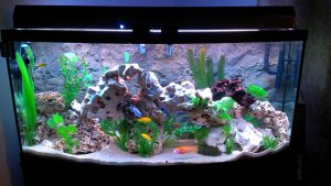 Kotitekoiset akvaariot-kaikkien saatavilla: tee-se-itse-akvaario kotona: kuinka tehdä lasia, kuinka liimata, video