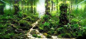 Kotitekoiset akvaariot-kaikkien saatavilla: tee-se-itse-akvaario kotona: kuinka tehdä lasia, kuinka liimata, video