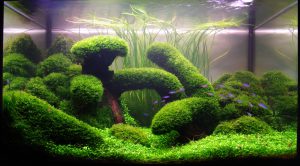 Kotitekoiset akvaariot-kaikkien saatavilla: tee-se-itse-akvaario kotona: kuinka tehdä lasia, kuinka liimata, video