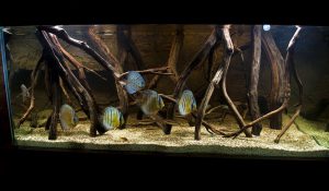 Kotitekoiset akvaariot-kaikkien saatavilla: tee-se-itse-akvaario kotona: kuinka tehdä lasia, kuinka liimata, video