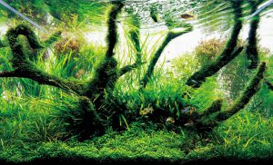 Kotitekoiset akvaariot-kaikkien saatavilla: tee-se-itse-akvaario kotona: kuinka tehdä lasia, kuinka liimata, video