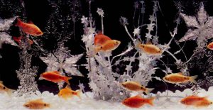 Kotitekoiset akvaariot-kaikkien saatavilla: tee-se-itse-akvaario kotona: kuinka tehdä lasia, kuinka liimata, video