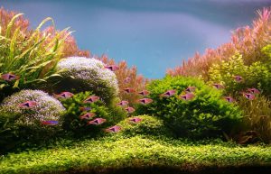 Kotitekoiset akvaariot-kaikkien saatavilla: tee-se-itse-akvaario kotona: kuinka tehdä lasia, kuinka liimata, video